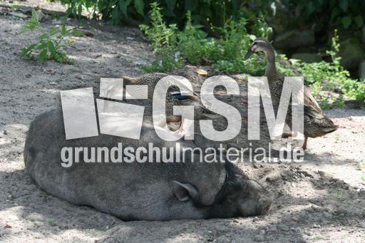 Laufente-Hängebauchschwein-028.jpg